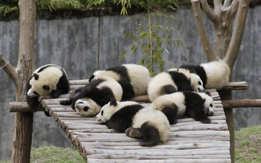 可爱的熊猫高清壁纸图片 2560x1600