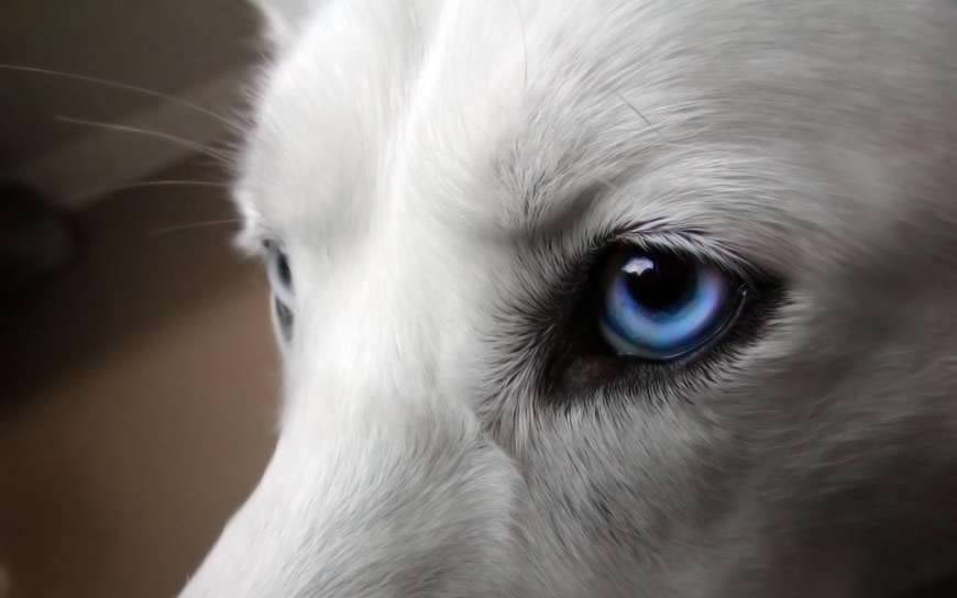 蓝眼睛的雪狼高清壁纸图片 1920x1200