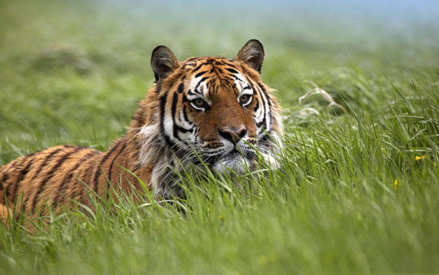 草地上的老虎高清壁纸图片 1920x1200