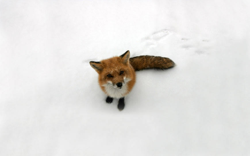 雪地里的赤狐高清壁纸图片 1920x1200