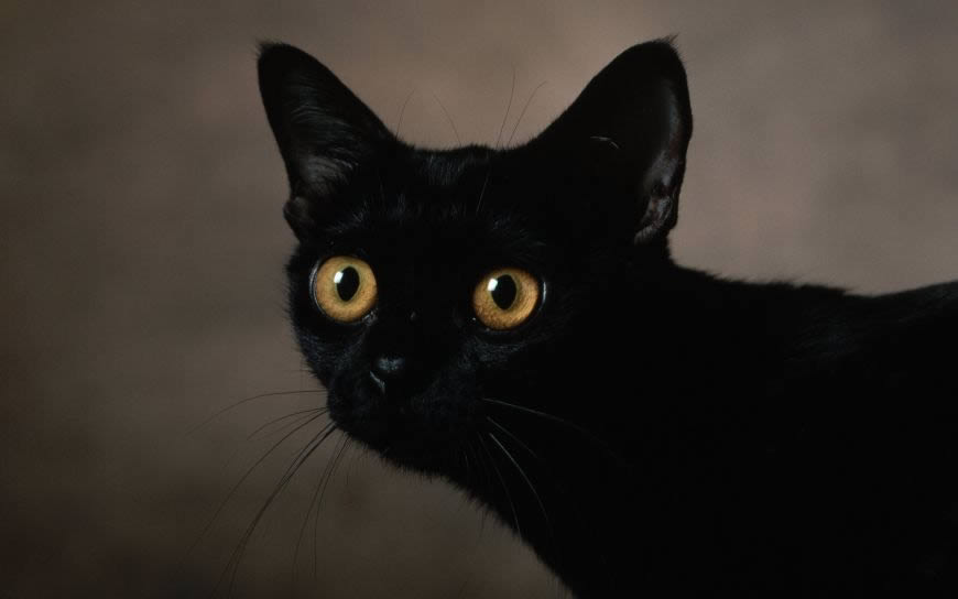 黑猫高清壁纸图片 2560x1600