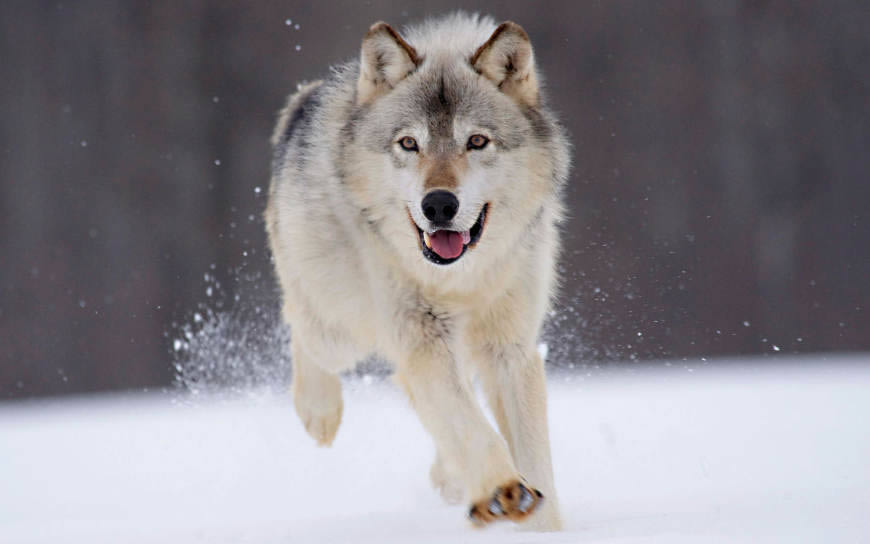雪地里奔跑的狼高清壁纸图片 1920x1200