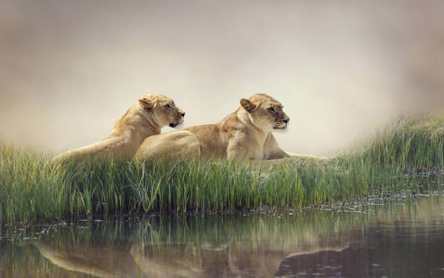 水边草地上的两只狮子高清壁纸图片 3840x2400