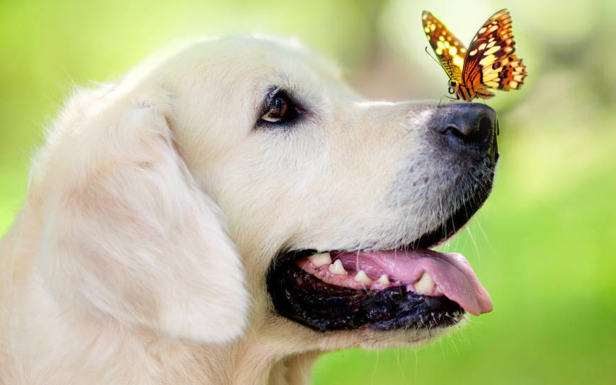 戏蝴蝶的狗狗高清壁纸图片 2880x1800