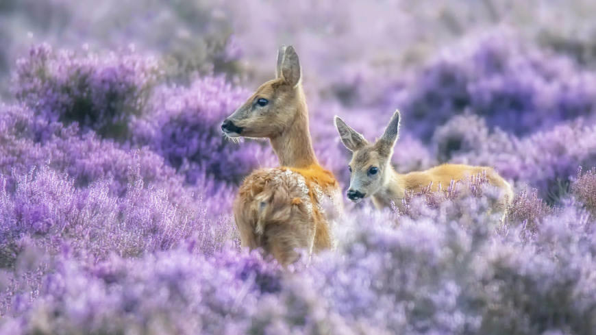 紫色花丛中的两只鹿高清壁纸图片 1920x1080