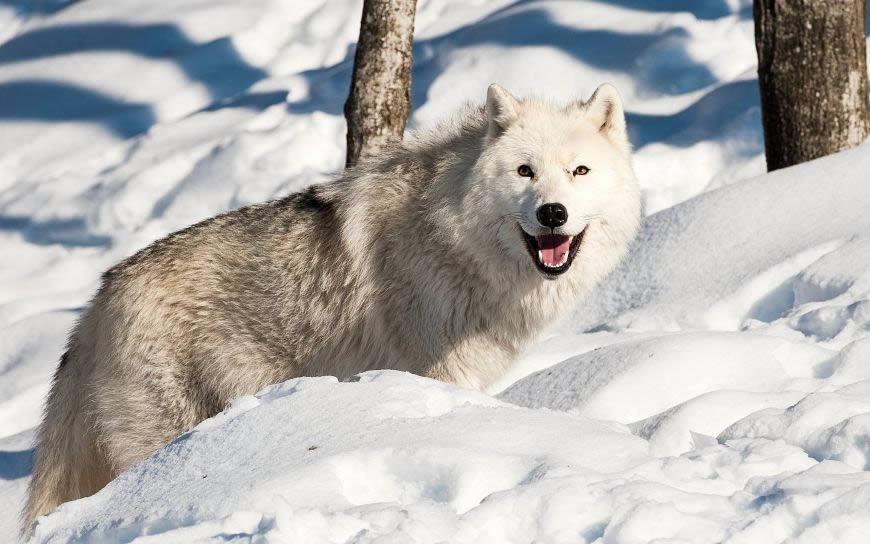 冬天雪地里的狼高清壁纸图片 2560x1600