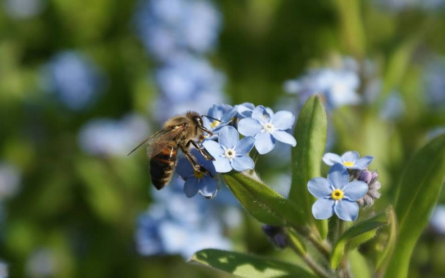 夏天花朵上的蜜蜂高清壁纸图片 1680x1050