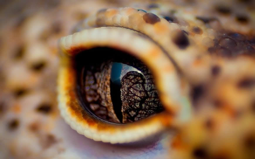 鳄鱼眼睛高清壁纸图片 1920x1200