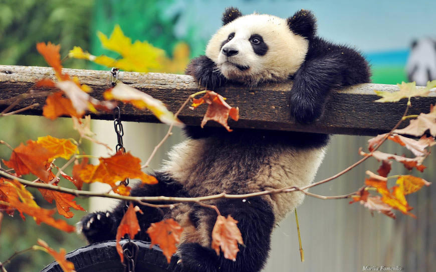挂在树干上的熊猫高清壁纸图片 2880x1800