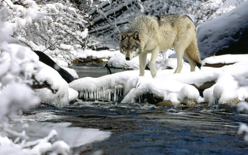 积雪的河岸边的狼高清壁纸图片 1440x900