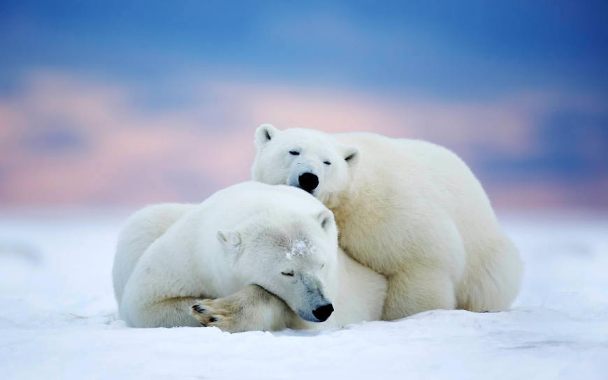 阿拉斯加北极熊情侣高清壁纸图片 1920x1200