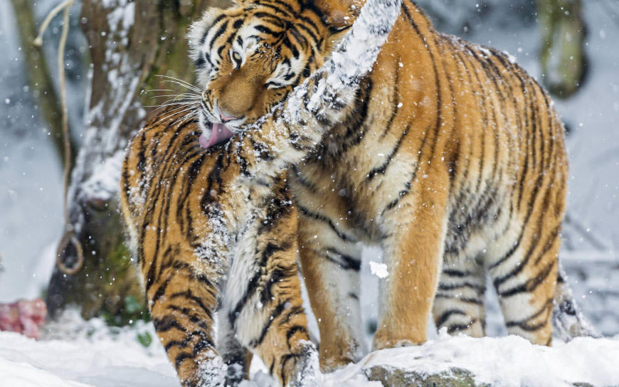 雪林里的两只老虎高清壁纸图片 1920x1200