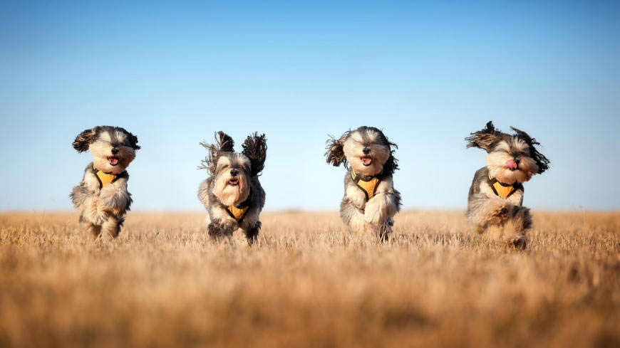 草丛中发型凌乱的四只狗高清壁纸图片 1920x1080