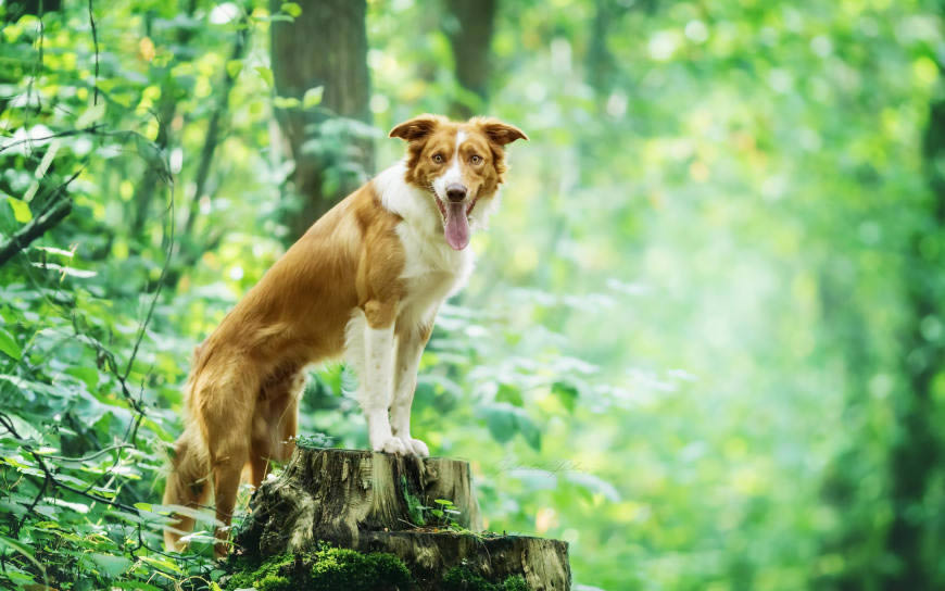 绿色树林里的狗高清壁纸图片 2560x1600