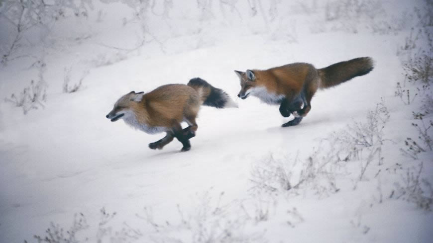 雪地里的两只狐狸高清壁纸图片 1920x1080