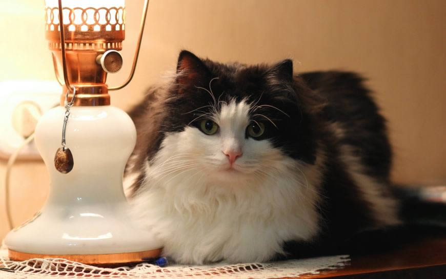 灯泡旁的猫咪高清壁纸图片 2560x1600