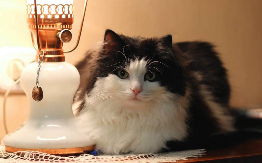 灯泡旁的猫咪高清壁纸图片 2560x1600