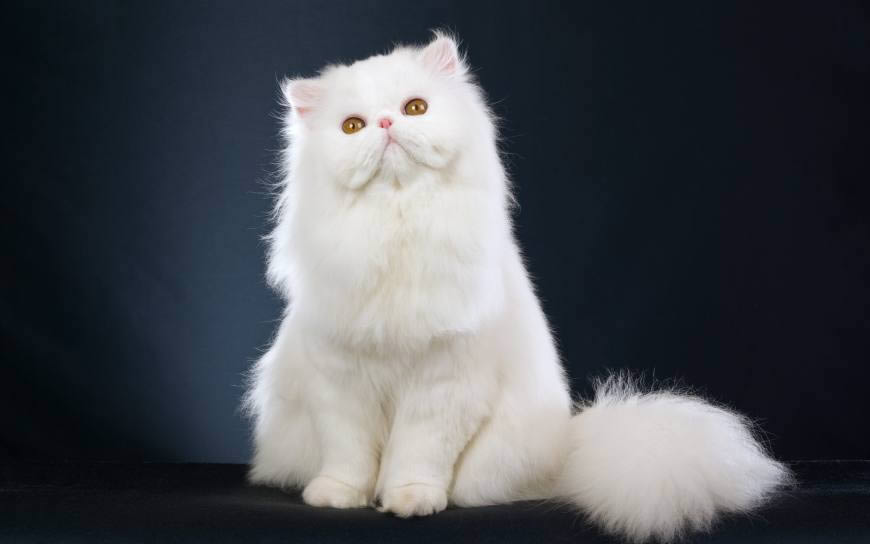 白色的萌猫高清壁纸图片 2560x1600