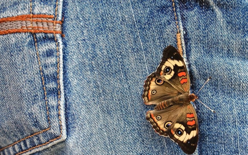 牛仔裤上的蝴蝶高清壁纸图片 1920x1200