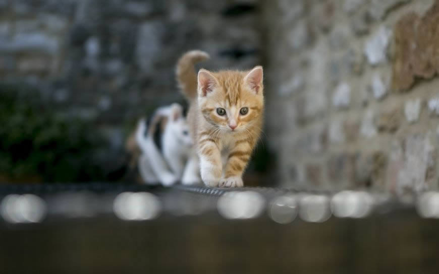 墙边的小猫高清壁纸图片 2560x1600