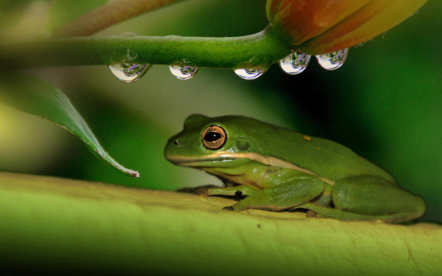 带水滴的植物上的青蛙高清壁纸图片 2560x1600