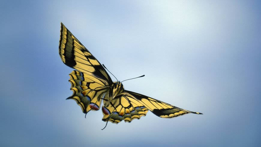 在空中翩翩飞舞的蝴蝶高清壁纸图片 1920x1080