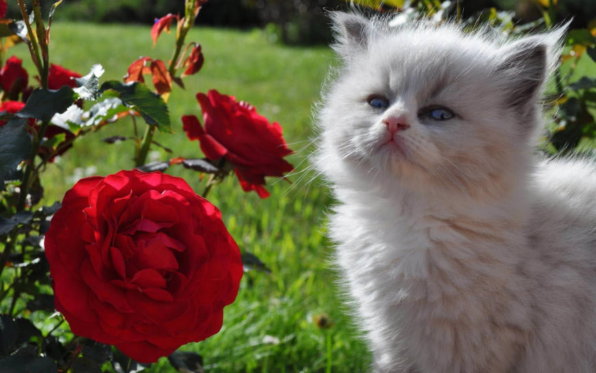 望着红色玫瑰花的猫咪高清壁纸图片 1920x1200