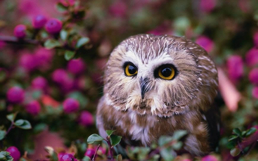 花丛间的猫头鹰高清壁纸图片 2560x1600
