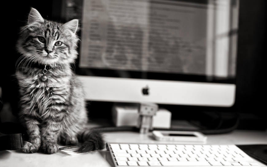 电脑键盘旁的小猫高清壁纸图片 1920x1280