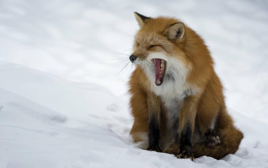 雪地里打哈欠的狐狸高清壁纸图片 1920x1200
