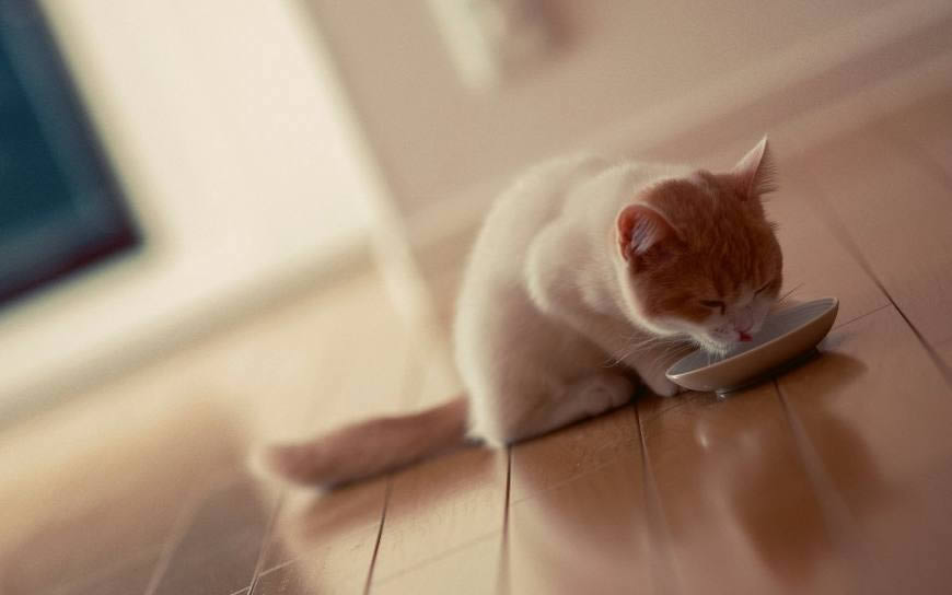 地上舔猫碗的猫高清壁纸图片 2560x1600