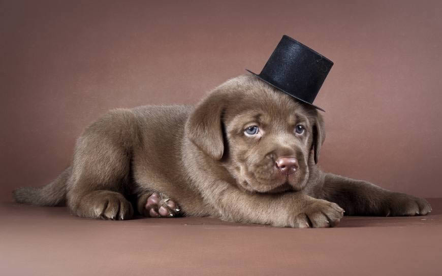 戴帽子的拉布拉多犬高清壁纸图片 2560x1600