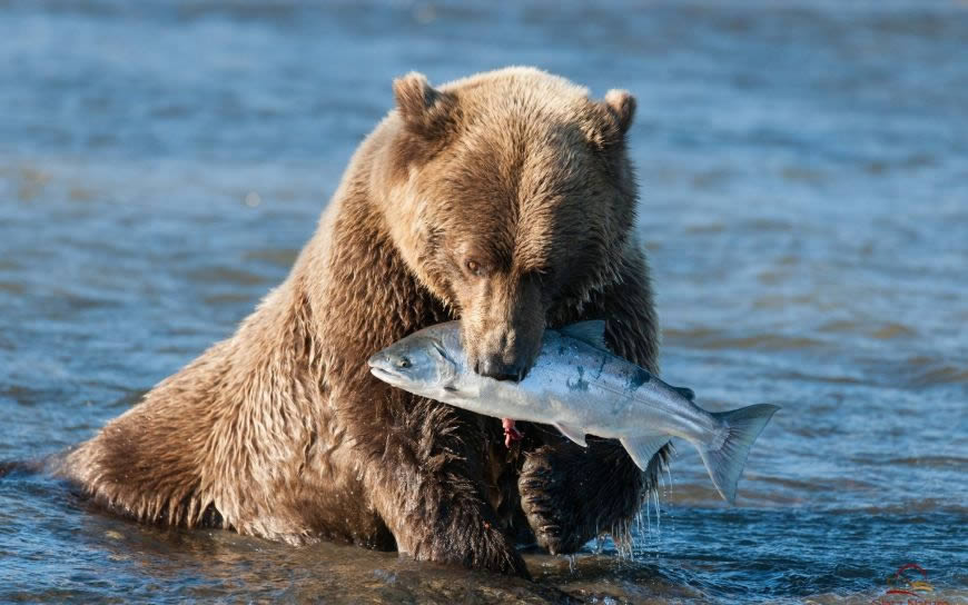 在水里叼着一条鱼的熊高清壁纸图片 2560x1600