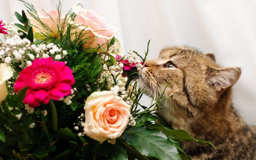 正在闻花香的猫高清壁纸图片 2560x1600