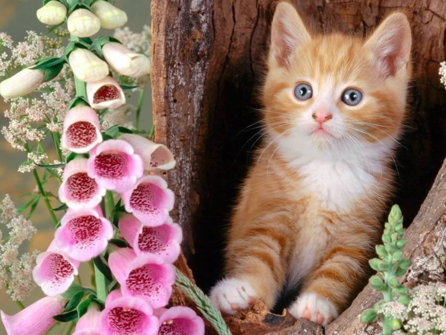 美丽花朵旁的可爱小猫高清壁纸图片 1600x1200