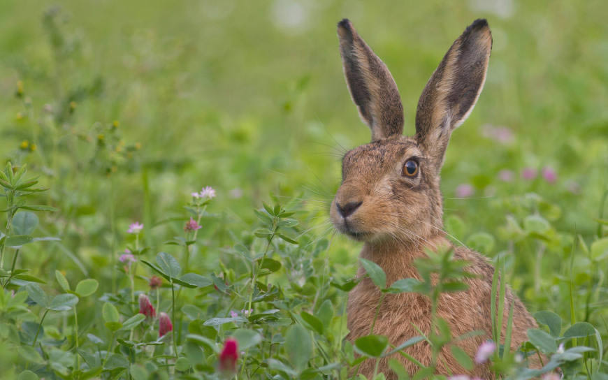 草丛间的野兔高清壁纸图片 2560x1600
