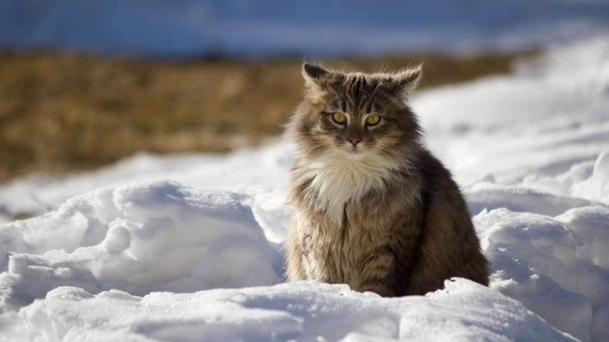 冬天雪地上的猫高清壁纸图片 5120x2880