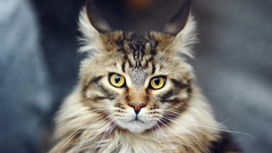 正经的猫高清壁纸图片 5120x2880