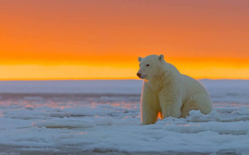 阿拉斯加雪地上的北极熊高清壁纸图片 1680x1050