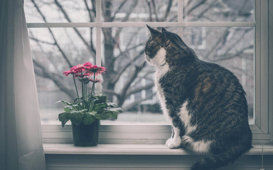 窗边看花的猫高清壁纸图片 1920x1200