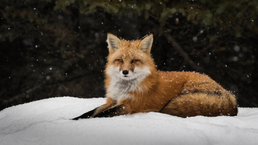 趴在雪地上的狐狸高清壁纸图片 5120x2880