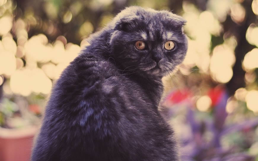 黑色的猫高清壁纸图片 2560x1600