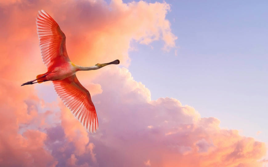 红色云空下飞翔的红色鸟儿高清壁纸图片 1920x1200