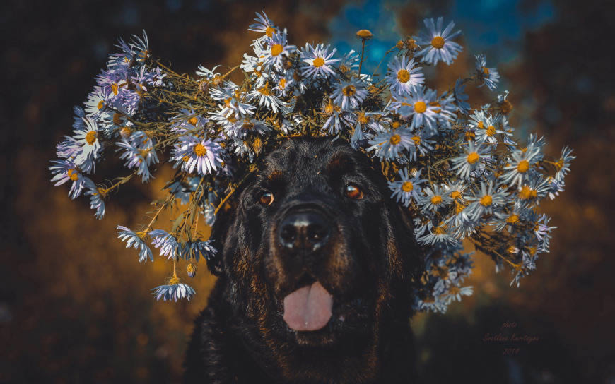 戴花环的黑色狗狗高清壁纸图片 2560x1600
