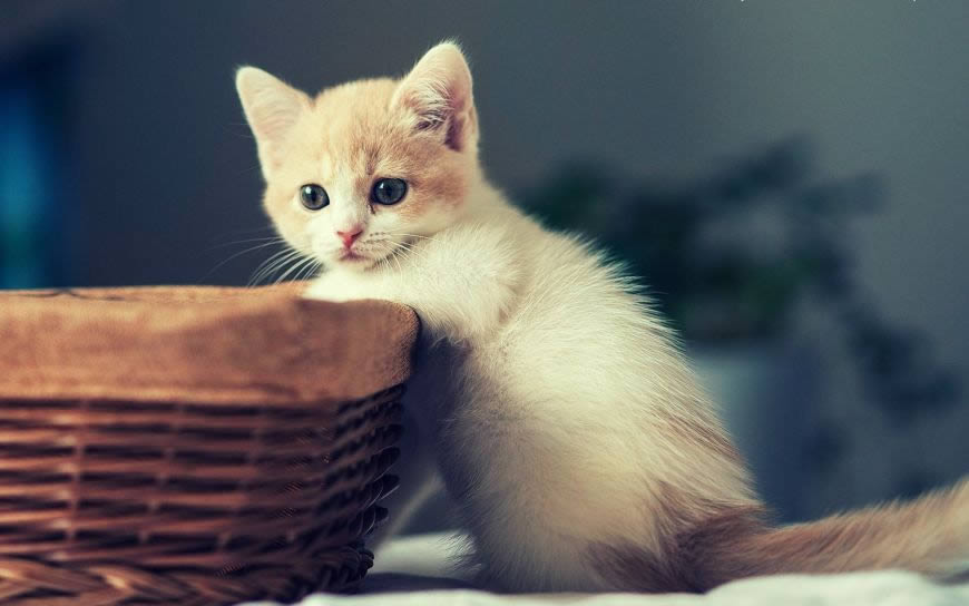 可爱的白色小猫高清壁纸图片 1920x1200