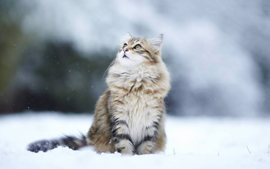 雪地上毛茸茸的猫高清壁纸图片 1920x1200