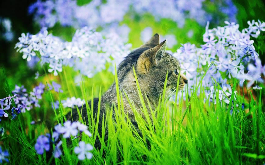 花丛中的猫高清壁纸图片 1920x1200