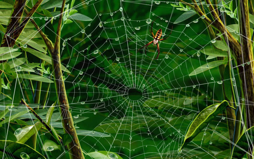绿叶间蜘蛛网上的蜘蛛高清壁纸图片 1920x1200