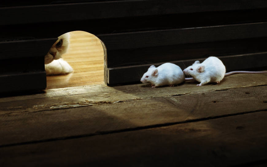 老鼠洞口对峙的猫和老鼠高清壁纸图片 2560x1600