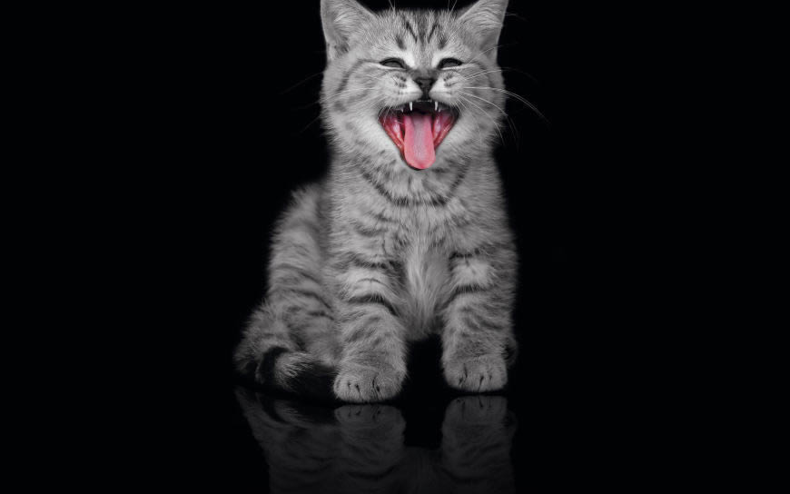 微笑的小猫高清壁纸图片 2560x1600